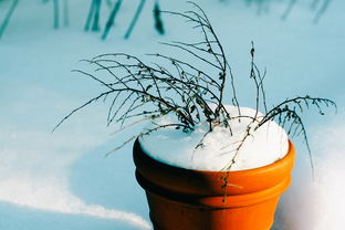 冬季下雪蔬菜种植品种大全（冬季下雪