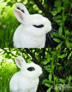 这叫什么兔 我家的兔是灰耳朵的 