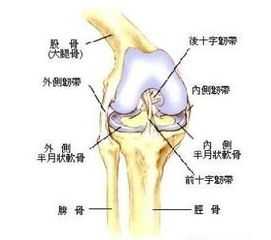 膝关节积水 搜狗百科 