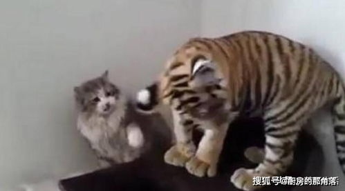 想看老虎照片怎么弄好看 创意摄影，怎么把猫咪的倒影变成老虎