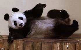 中国熊猫在英度过首个圣诞节 加餐吃 馒头 图