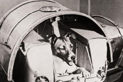 当年苏联将一只3岁小狗送上太空,63年过去,如今怎样