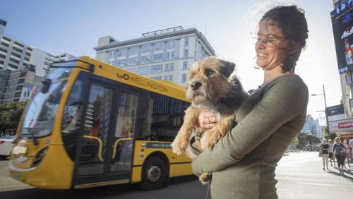 好消息 奥克兰允许带小宠物上公交车了