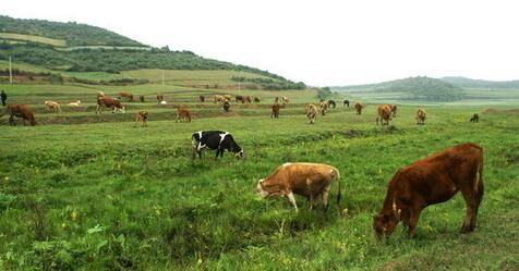 畜牧业智慧养殖追溯平台 轻松实现养殖管理