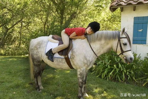 无疆牧场 10 种最适合儿童马术学习的马匹和小马品种