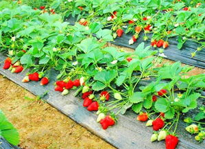 草莓需肥特点及施肥技术,草莓的施肥技术是什么