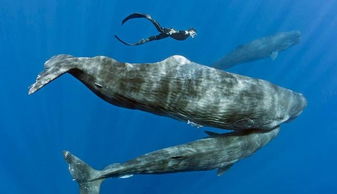 抹香鲸对大王乌贼的嗜好引起人们猎杀的兴趣,原因竟是