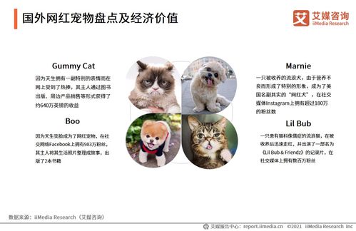 波奇宠物下载量超4000万,2021年中国宠物市场经济价值几何