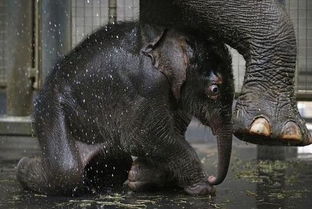 小象被大象妈妈喷水洗澡,无法适应的小象做这反应