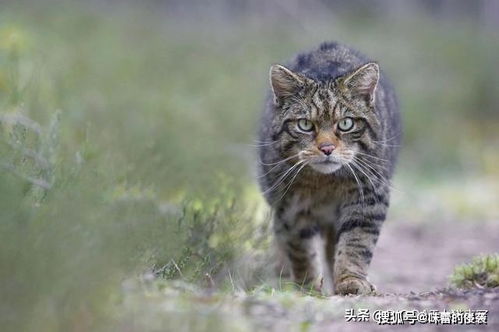苏格兰野猫 名存实亡的野猫,因家猫的 基因污染 而功能性灭绝