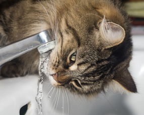 猫,挪威森林猫,喝,水,水龙头,浴室,渴,宠物,动物,滴,一滴水 