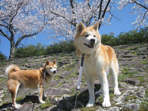 秋田犬和日本柴犬哪个狗更厉害 攻击性比较强啊 