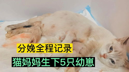 猫妈妈一口气生下5个孩子,自己咬脐带,吃胎盘,看着真心疼