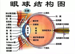 长期看电脑,肥胖也会导致白内障的发生