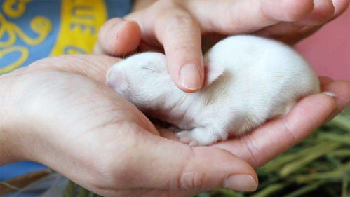 刚出生的小兔子,兔妈妈为什么要把兔宝宝咬死 看完涨见识了