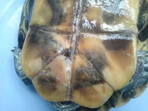 我的巴西龟跟这图片一样的,请问这是换壳还是腐甲病 