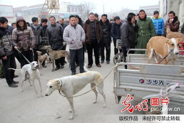 春节临近 宠物交易市场火 