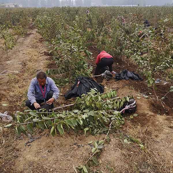 蜜露樱桃优缺点(蜜露大樱桃是哪里培育的)