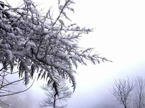 新乡南太行的第二场鹅毛般的大雪,雪静静地下了一夜