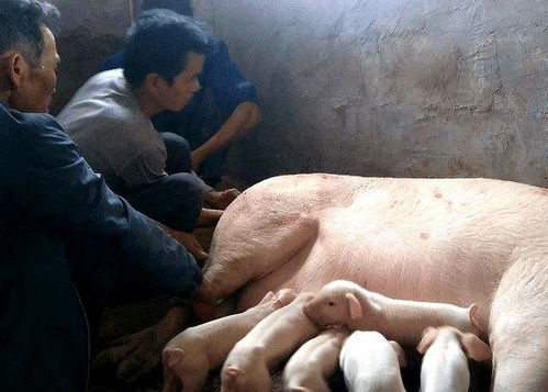母猪滞产和难产有何区别,母猪生产时间到了为什么不生小猪