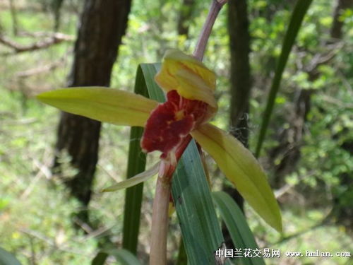 专家建议新手应该出门穿红甲(红甲壳的蕙兰好不好)(蕙兰穿板红花)