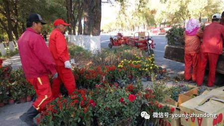 园艺公司开展迎接 国庆节 花卉种植工作 