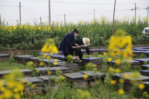 邛崃 疫情不阻菜花香 菜花地里采蜜忙