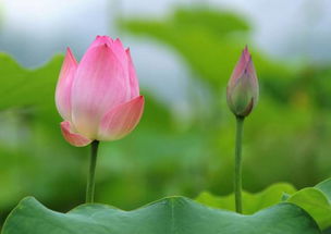 岸边 ▏荷花盛开 小小说 