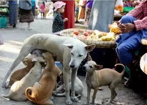 缅甸仰光竟有10万多只流浪狗,政府大力清理,外国歌手为它们写歌