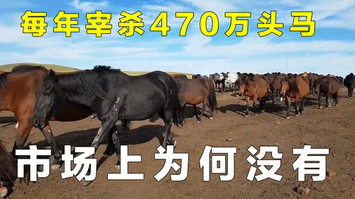 全球每年宰杀约470万头马,马肉既然好吃,为何市场上却没有