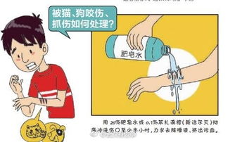 狂犬病发病高峰将至 武汉每年18万人打狂犬疫苗 