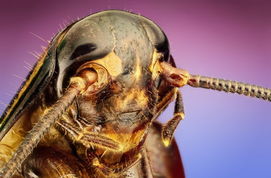 微距昆虫摄影 外星来客 的美 