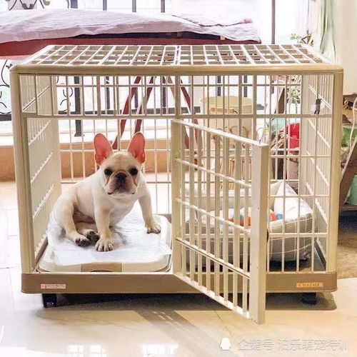 狗狗在家中需要住笼子吗