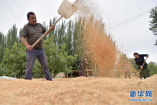 新疆喀什和田等地小麦陆续开镰收割