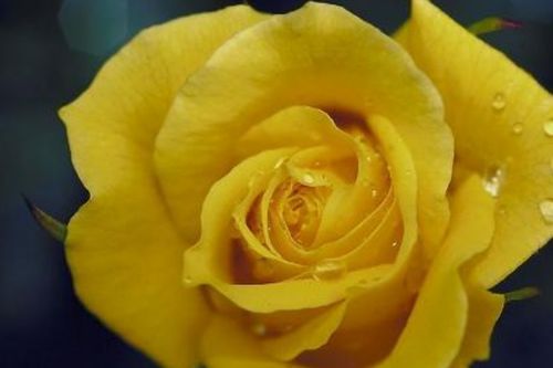 送黄玫瑰花代表什么意思啊,18支黄玫瑰表达什么意思？