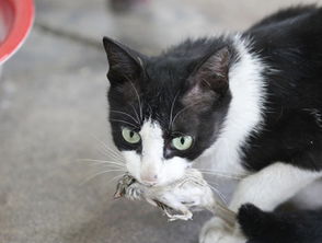 家养的宠物猫会抓老鼠吗