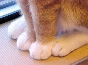 因为划破自己丝袜就拔掉猫全部指甲 你做错事想过要砍自己手吗
