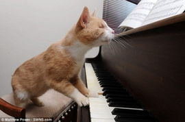 6岁盲猫爱弹钢琴 将其当做 与外界接触 