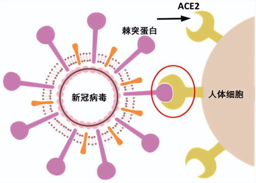 新冠没肺炎症状了 别被奥密克戎毒性骗了,它的入侵或许更广