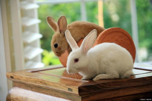 养兔子对人的巨大危害,养兔子的注意事项