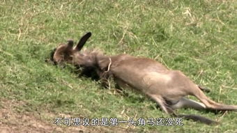 装死的动物是什么动物