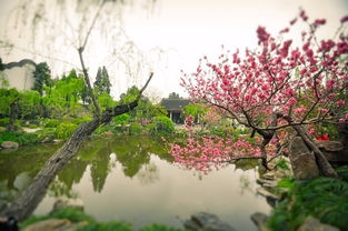 莺歌燕舞瘦西湖,烟花三月下扬州 扬州吃住行网红店拔草清明五一告别人山人海 内有摄影干货小lo娘 ,扬州自助游攻略 马蜂窝 