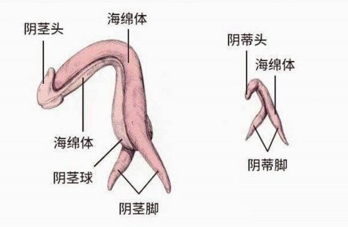 关于小鸡鸡源远流长的故事