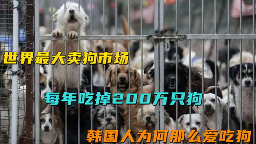 世界最大卖狗市场,每年吃掉200万只狗,韩国人为何那么爱吃狗 