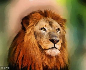狮子就是一壶酒执着的痴情种,爱得越久越浓厚高傲