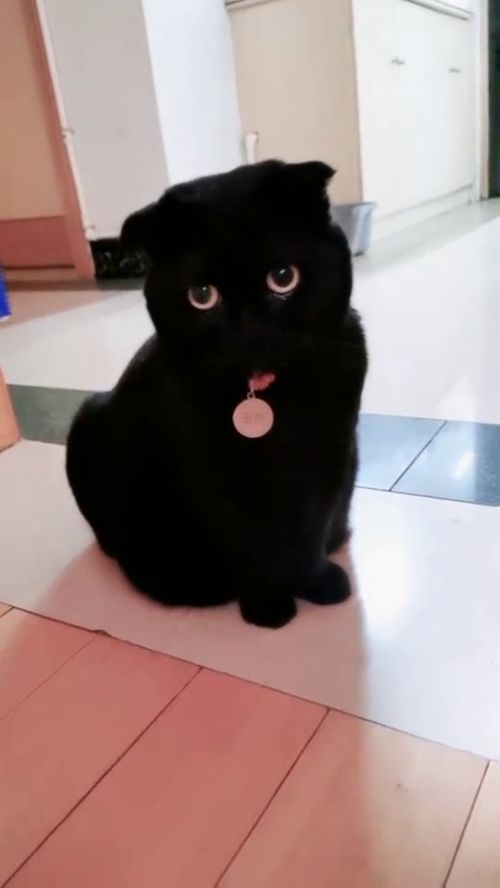 可爱的黑猫警长 
