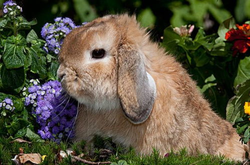 算命老先生说 生肖兔5月开始大喜降临,属兔人一定要接住