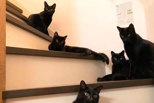黑猫辟邪 一位网友养了五只黑猫,竟发现奇妙之处