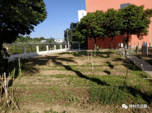 学校小菜园里的种植乐 钟村这所小学被评为广州5A级小农田建设学校