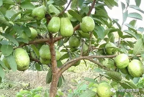 今日 水果篮子 芭乐 